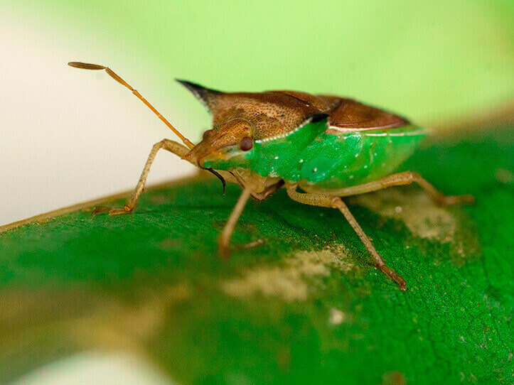 percevejo-barriga-verde em uma plantação de soja