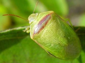 Percevejo-verde-pequeno em uma plantação de soja