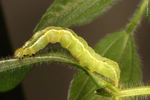 Lagarta-falsa-medideira em uma planta de soja