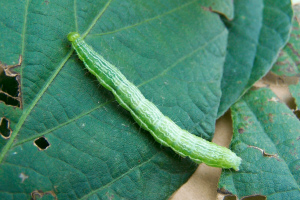 lagarta-da-soja atacando uma folha na plantação de soja