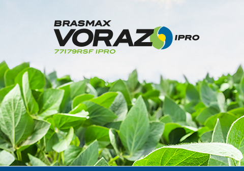 Lançamento safra 2020/2021: conheça a cultivar Brasmax Voraz IPRO