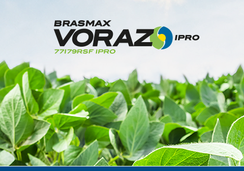 Brasmax Voraz IPRO.