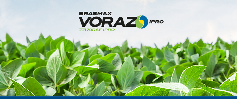 NEXUS I2X, Nexus I2X é o lançamento da Brasmax especialmente para a região  de Mato Grosso do Sul e parte do Paraná e São Paulo. A cultivar apresenta  arquitetura