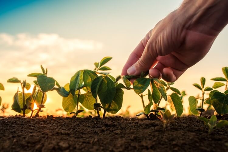 Cultivar ideal - pessoa verifica o resultado da plantação de cultivares de soja.