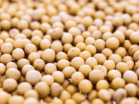Entenda o porquê de escolher por sementes de soja certificadas