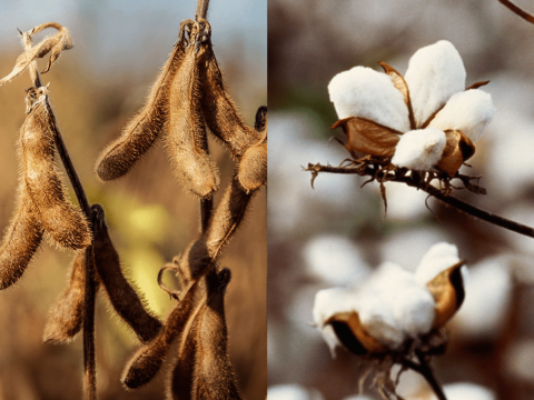 Sucessão de culturas: estratégias na programação de um sistema de cultivo soja/algodão