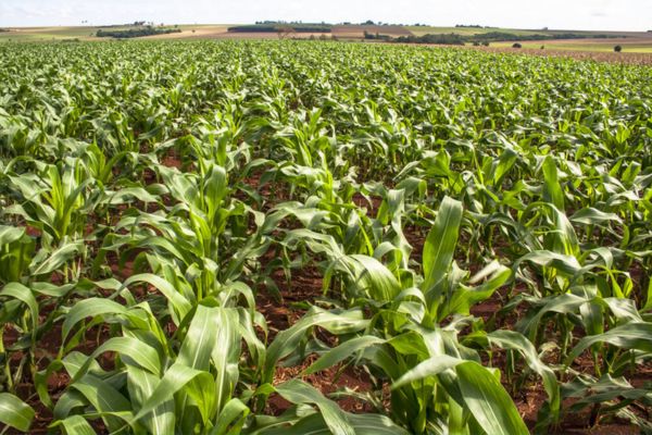 Para a produção de milho safrinha é necessário sempre se atentar ao clima