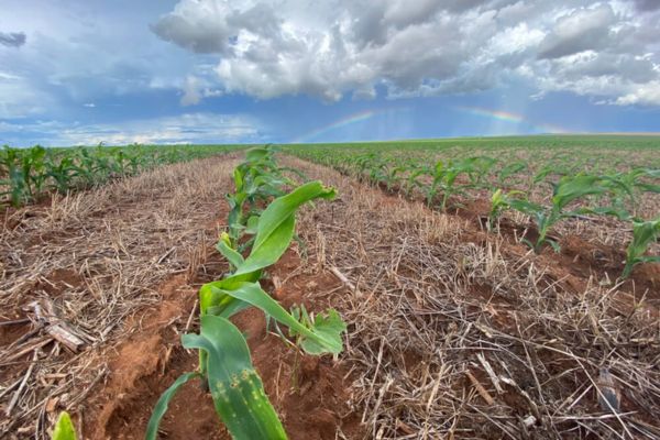 Solo bem cuidado é um fator essencial para a produção de soja e milho safrinha