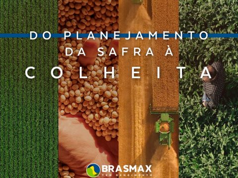 As cultivares Brasmax reforçam o compromisso com a produtividade em um portfólio de soja completo ideal para a sua região