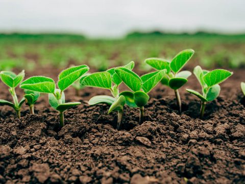 Adubação para soja: recomendações e melhores práticas para o solo