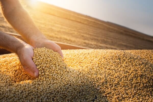 Seguro agrícola - pessoa