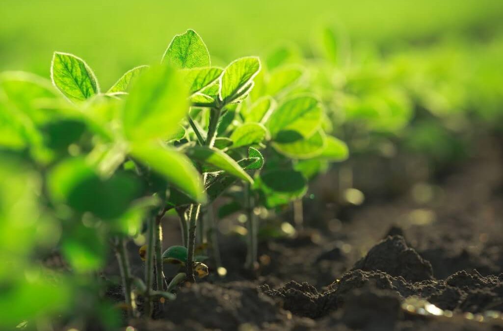 Bramax Olimpo IPRO. Imagem aproximada de cultura de soja no início do cultivo.