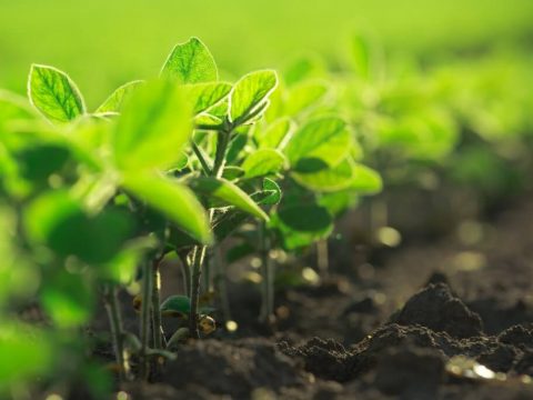 Bramax Olimpo IPRO. Imagem aproximada de cultura de soja no início do cultivo.