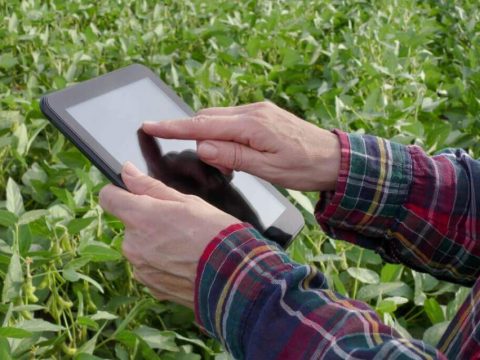 Tecnologia na lavoura. Pessoa branca clicando em tablet em lavoura de soja.