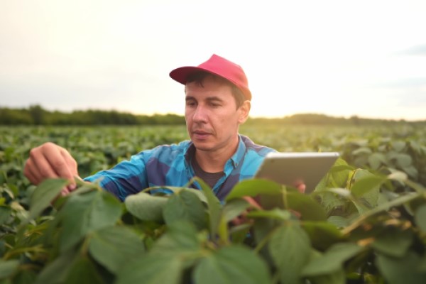Perdas na colheita de soja — sojicultor de camisa azul e boné vermelho analisando as plantas de soja com um tablet na mão.