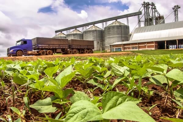 Lavoura de soja em início de crescimento. Ao fundo, um caminhão espera para realizar o transporte da soja, com grãos armazenados em silos.