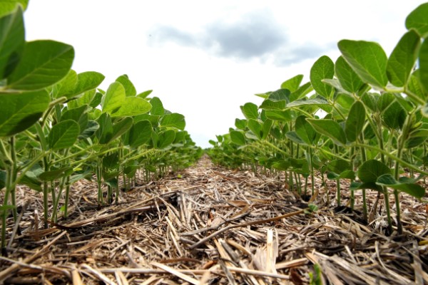 Plantio direto na soja com plantas em desenvolvimento e com palhada no solo.