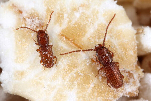 Dois besouros Cryptolestes ferrugineus comem grão de soja armazenado.