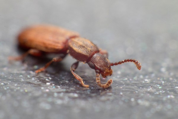 Besouro Oryzaephilus surinamensis em superfície preta.