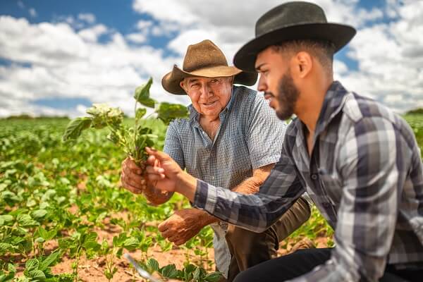 Dois produtores rurais, um jovem e um idoso, observam uma planta de soja na lavoura.