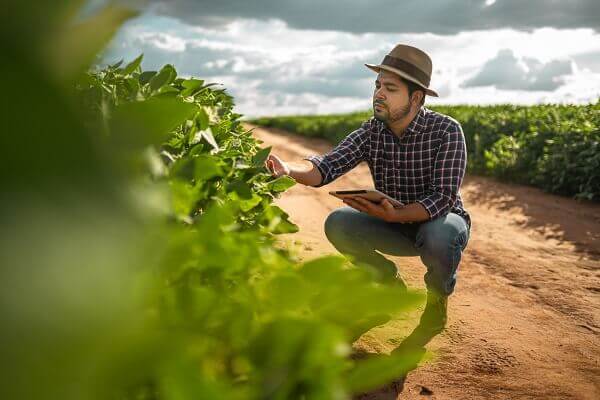 Produtor rural agachado, com tablet na mão, observando lavoura de soja.