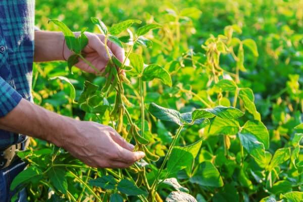 Produtor rural com as mãos em planta de soja na lavoura.