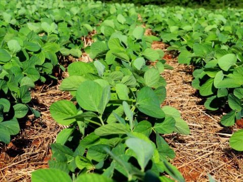 Lavoura de soja em fase inicial de crescimento.