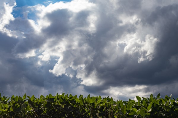 Lavoura de soja com céu nublado ao fundo.