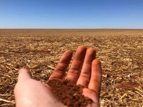 Produtor segura terra na mão, em frente de talhão de soja com palhada.