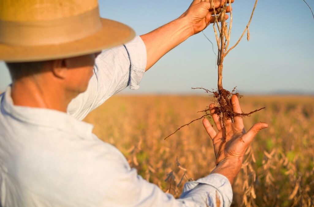 Produtor rural conferindo a raiz da soja.