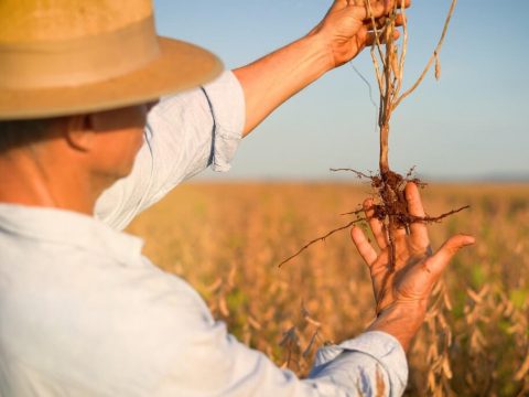 Produtor rural conferindo a raiz da soja.