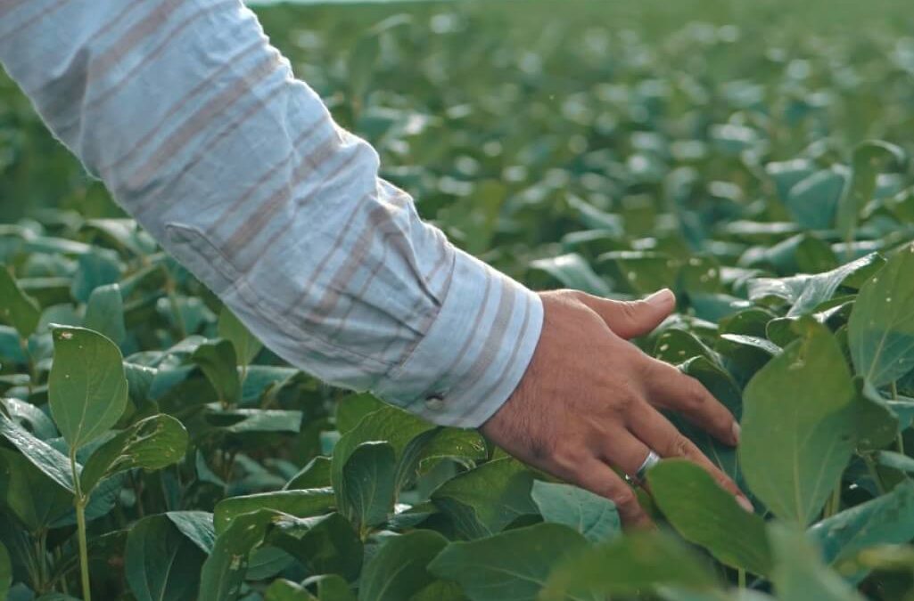 Produtor rural passando a mão em plantas de lavoura de soja.