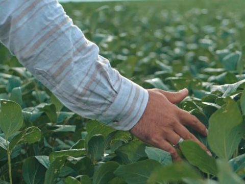 Produtor rural passando a mão em plantas de lavoura de soja.