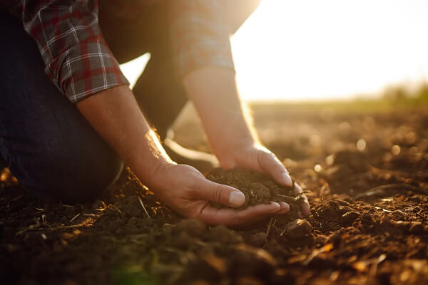 Produtor rural pegando terra da lavoura de soja na mão.