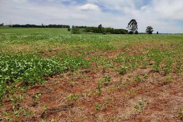 Plantação de soja com nematoides das lesões radiculares.