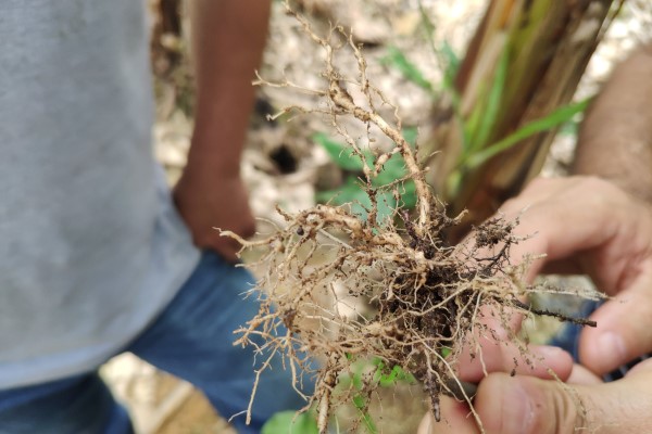 Produtor rural mostra nematoide de galha na raiz da planta de soja.