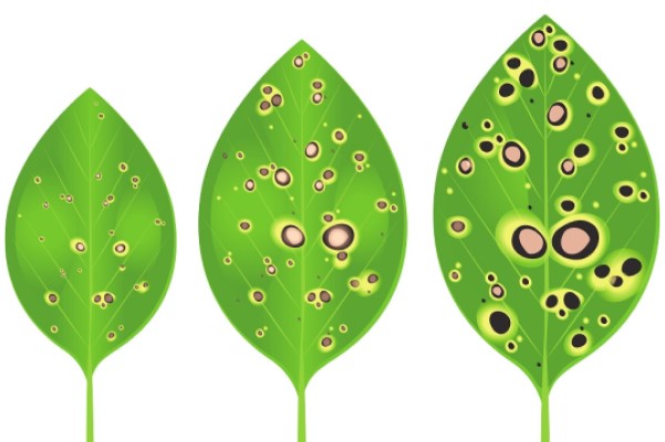 Ilustração que mostra evolução da mancha-alvo na planta da soja.