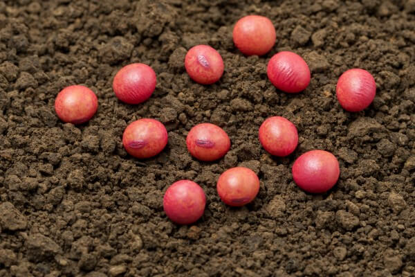 Sementes de soja tratadas em terra para plantio.