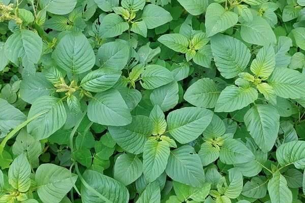 Caruru em meio às plantas de soja.