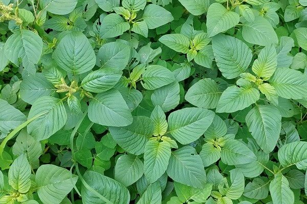 Caruru em meio às plantas de soja.