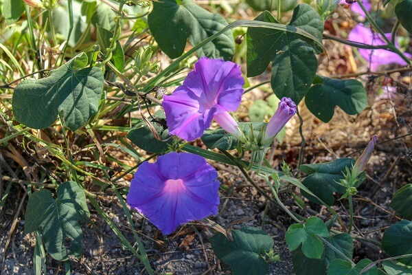 Corda-de-viola em meio às plantas de soja.