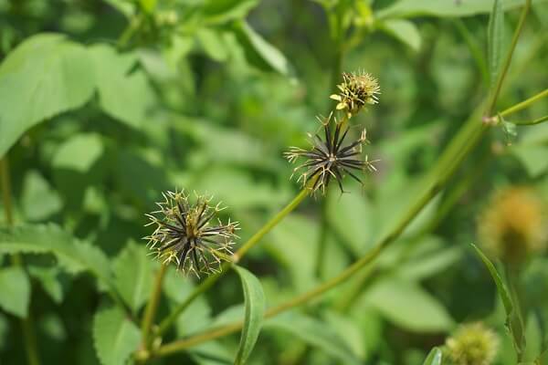 Picão-preto em meio às plantas de soja.