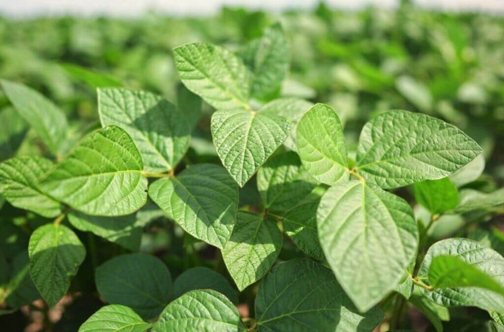 Plantas de soja saudáveis.