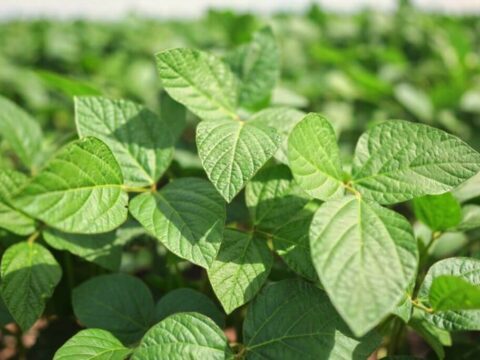 Plantas de soja saudáveis.