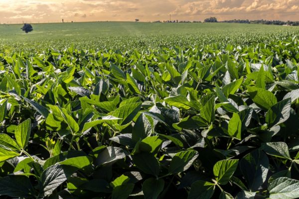produtividade soja por hectare