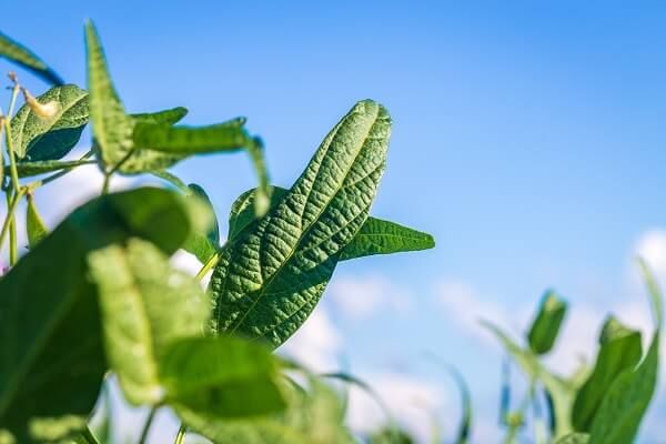 Imagem aproximada de planta de soja verde.